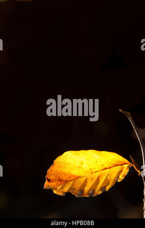 Hell sonnenbeschienes Herbstblatt auf Zweig mit dunklem Hintergrund Stockfoto