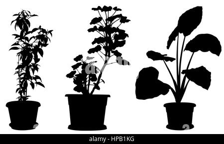 Reihe von verschiedenen Pflanzen in Töpfen, isoliert auf weiss Stockfoto