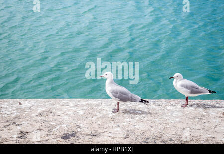 Zwei Möwen entspannen Sie sich auf der Hafenmauer - Möwen Aalen in der Sonne auf ein Dock mit blauen Ozean im Hintergrund Stockfoto