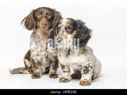 Zwei amerikanische zwergdackel Stockfoto