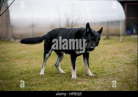 East European Shepherd auf dem Rasen, im freien Stockfoto