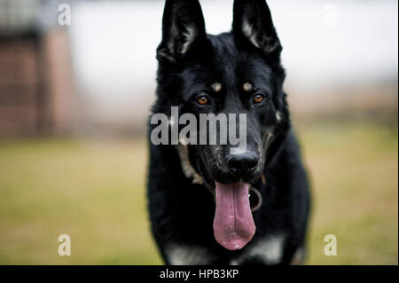 East European Shepherd auf dem Rasen, im freien Stockfoto