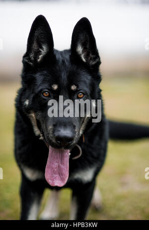 East European Shepherd auf dem Rasen, im freien Stockfoto