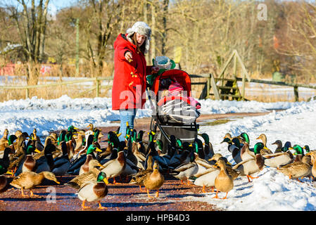 Solvesborg, Schweden - 14. Februar 2017: Dokumentation der Weibchen in rot mit Trolley und Baby gekleidet, wie sie die lokalen Stockenten im öffentlichen Park füttert. Stockfoto