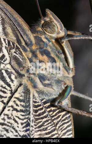 Riesigen blauen Morpho Schmetterling Stockfoto