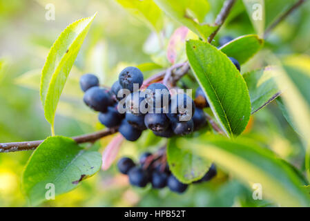 Aronia Melanocarpa reifen Beeren auf dem Ast im Obstgarten, selektiven Fokus Stockfoto