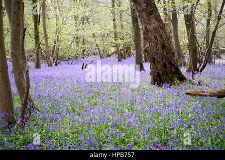 Glockenblumen wachsen wild in den Wäldern Stockfoto