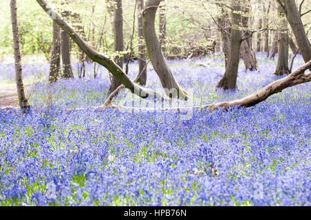Glockenblumen wachsen wild in den Wäldern Stockfoto