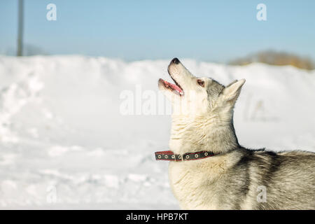 Porträt von husky Welpen im Winter im Schnee. Stockfoto