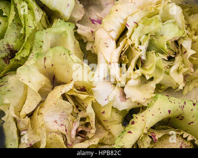 Gemischter Salat Blätter rot gepunktete Nahaufnahme Stockfoto