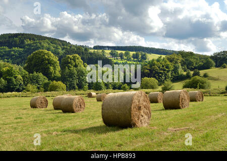 Round hay bales on a harvested field Stockfoto