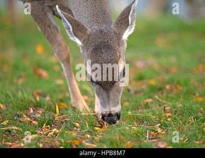 Eine weibliche schwarz angebundene Rotwild Beweidung in Parklands auf Vancouver Island, BC Kanada. Stockfoto