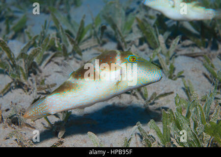 Kugelfische (Canthigaster Coronata) gekrönt unter Wasser im Roten Meer Stockfoto