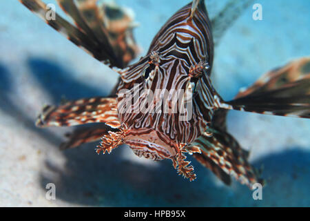 Gemeinsamen Rotfeuerfisch (Pterois Volitans) Unterwasser in den tropischen Gewässern des Roten Meeres Stockfoto