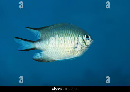 Whitebelly Maid Fisch (Amblyglyphidodon Leucogaster) unter Wasser im Roten Meer Stockfoto