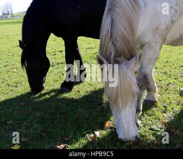 Zwei Pferde grasen. Stockfoto