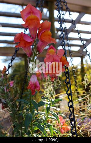 Hängenden Korb voller rosa Blüten im Garten. Stockfoto