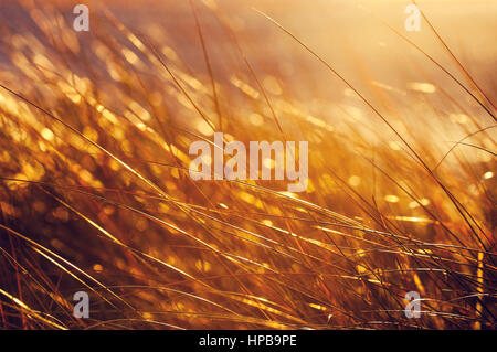 Sonne durch hohe Gräser. Stockfoto