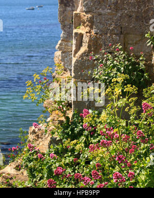 Wildblumen auf Dorset Küste, Weymouth, Dorset, England, Europa Stockfoto