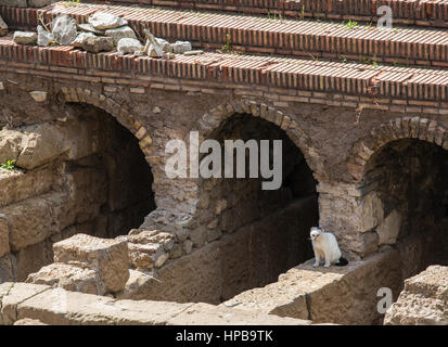 Eine streunende Katze am Largo di Torre Argentina, Rom, Latium, Italien, Europäische Stockfoto