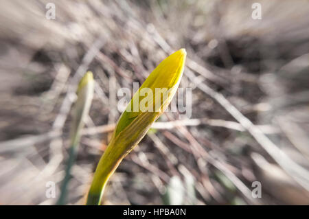 Knospe der neuen Narzisse Stockfoto