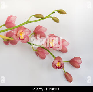 Nahaufnahme von Cattleya Orchidee Stengel mit Koralle rosa Blüten und Knospen vor einem weißen Hintergrund. Geringe Schärfentiefe. Kopieren Sie Raum. Stockfoto