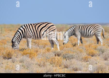 Burchell Zebras (Equus Quagga Burchellii), Weiden in der trockenen Steppe, Etosha Nationalpark, Namibia, Afrika Stockfoto