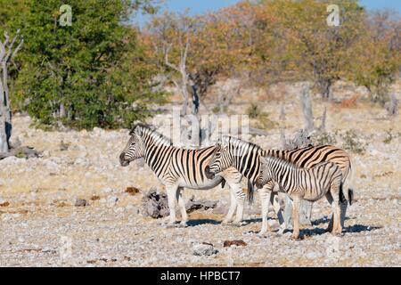 Burchell Zebras (Equus Quagga Burchellii), Männchen und Weibchen mit Fohlen auf steinigem Gelände, Etosha Nationalpark, Namibia, Afrika Stockfoto
