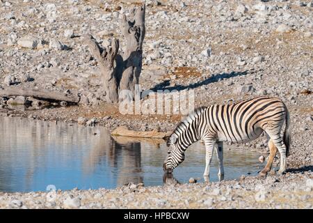 Burchell Zebra (Equus Quagga Burchellii), trinken am Wasserloch, Etosha Nationalpark, Namibia, Afrika Stockfoto