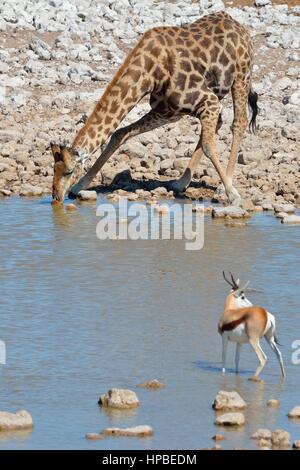 Angolanische Giraffe oder namibischen Giraffe (Giraffa Giraffa Angolensis), trinken am Wasserloch, Springbock im Vordergrund, Etosha Nationalpark, Namibia Stockfoto