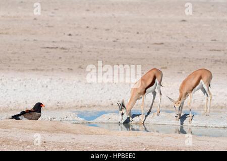 Zwei Springboks (Antidorcas Marsupialis) trinken mit einem Bateleur Adler (Terathopius Ecaudatus) am Wasserloch, Etosha Nationalpark, Namibia, Afrika Stockfoto