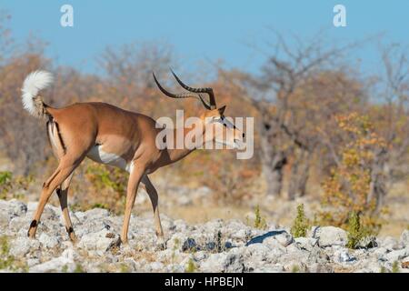 Black-faced Impala (Aepyceros Melampus Petersi), Männchen auf steinigem Boden, belling, Etosha Nationalpark, Namibia, Afrika Stockfoto