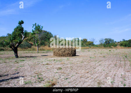 Monkey Nuts (Erdnüsse oder Erdnüsse) trocknen in der Sonne in einem Feld in Gambia Stockfoto