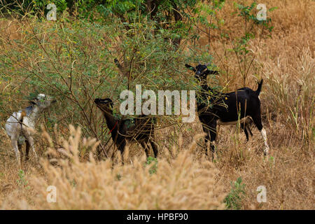 Ziegen grasen in Gambia Stockfoto