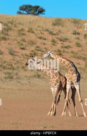 Südafrikanische Giraffen (Giraffa Giraffe Giraffa), zwei Bullen kämpfen, Kgalagadi Transfrontier Park, Northern Cape, Südafrika, Afrika Stockfoto