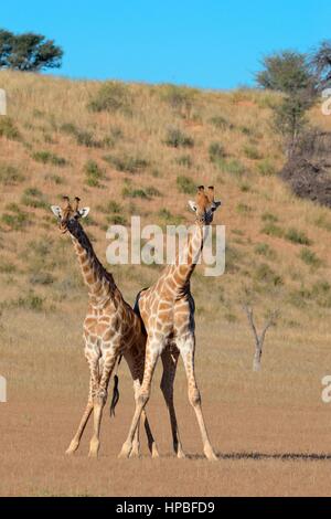 Südafrikanische Giraffen (Giraffa Giraffe Giraffa), zwei Bullen bei der Bekämpfung von Position, Kgalagadi Transfrontier Park, Northern Cape, Südafrika Stockfoto