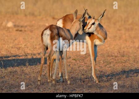 Springboks (Antidorcas Marsupialis), erwachsenes Weibchen mit jungen, Nase an Nase, am frühen Morgen, Kgalagadi Transfrontier Park, Northern Cape, Südafrika Stockfoto