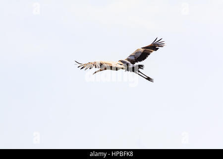 Gelb-billed Storch (Mycteria Ibis) während des Fluges auf dem Fluss Gambia Stockfoto