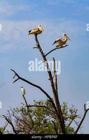 Rosa-backed Pelikane (Pelecanus saniert) thront auf einem Baum am Fluss Gambia Stockfoto