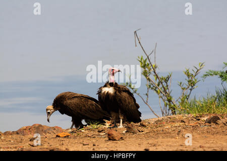 Vom Aussterben bedrohte mit Kapuze Geier (Necrosyrtes Monachus) auf dem Fluss Gambia Stockfoto