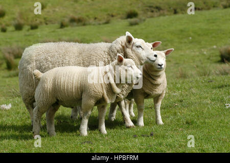 Whitefaced Schaf mit Beltex Lämmer auf der Weide. Stockfoto