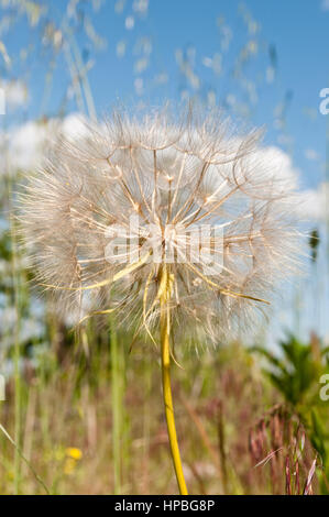 Hypochaeris Radicata, auch bekannt als Catsear, Flatweed, Katze-Ohr, behaarte Katze Ohr oder falscher Löwenzahn Stockfoto