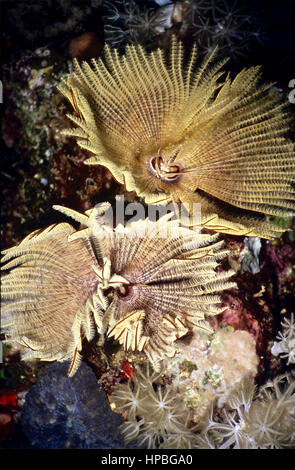 Ein paar Polychaeten Röhrenwürmern (Sabellastarte Indica). Wenn sie feststellen, eine Annäherung an, ziehen sie ihren Körper schnell in ihre Röhren. Im Roten Meer. Stockfoto