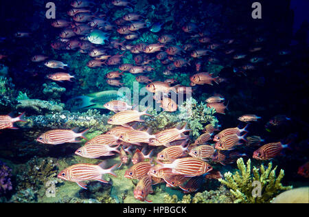 Über einen Fischschwarm Tannenzapfen Soldatenfische (Myripristis Murdjan) und zwei Demoisellen (Amblyglyphidodon Leucogaster). Unter Tiger Kardinalbarschen. Im Roten Meer. Stockfoto