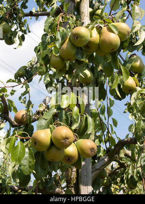 Erntezeit im Sommer auf der Birnenwiese. Viele reife Früchte und Birnen auf dem Birnenbaum. Stockfoto