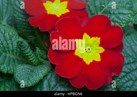 Nahaufnahme von Primula in rot und gelb Stockfoto