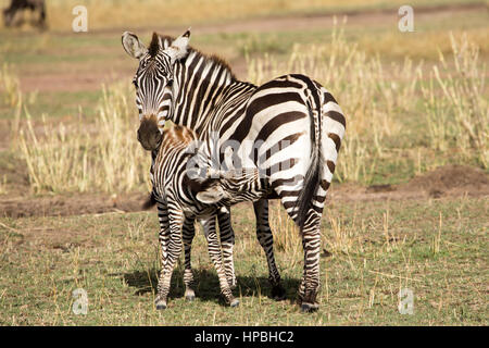 Baby Zebra Fütterung von Mutter Stockfoto