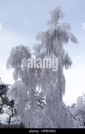 Schnee beladene Silver Birch, Basingstoke, Hampshire. Stockfoto