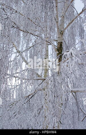 Schnee beladene Silver Birch, Basingstoke, Hampshire. Stockfoto