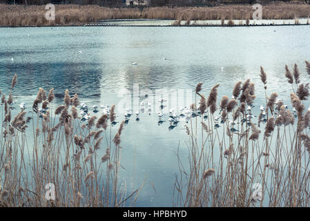 Woodberry Feuchtgebiete Nature Reserve, Finsbury Park, London Borough of Hackney, London, England, UK Stockfoto